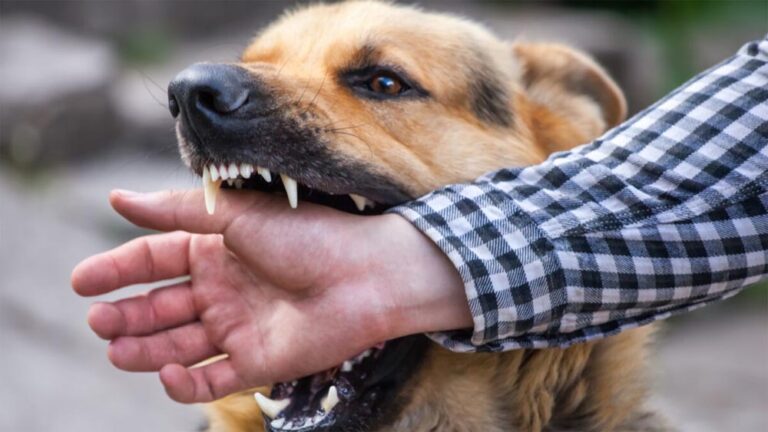 morso cane randagio