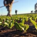 Agricoltura-biologica