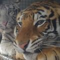 felini circo favara tigre
