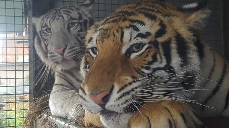 felini circo favara tigre