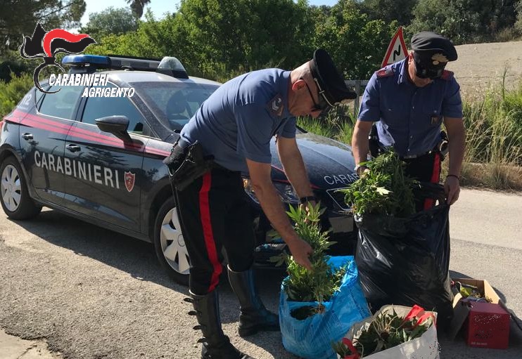 carabinieri licata con piante marijuana