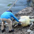 tartaruga Caretta caretta morta