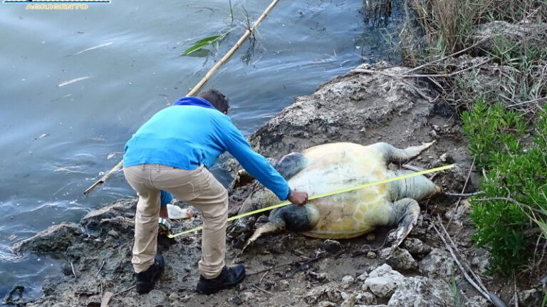 tartaruga Caretta caretta morta