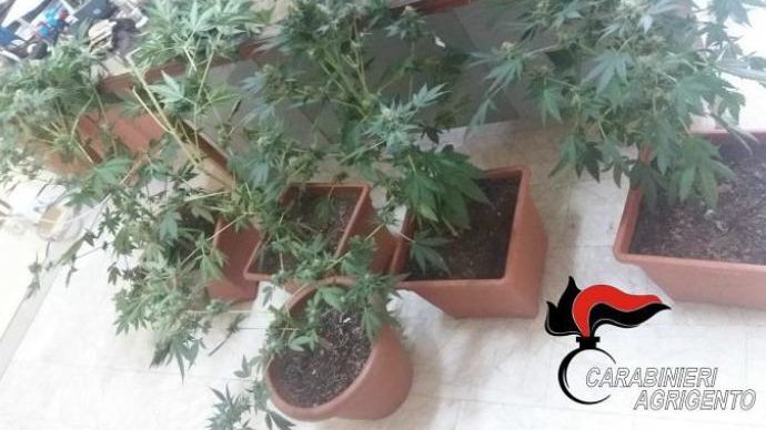 serra di cannabis