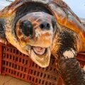 tartaruga caretta caretta