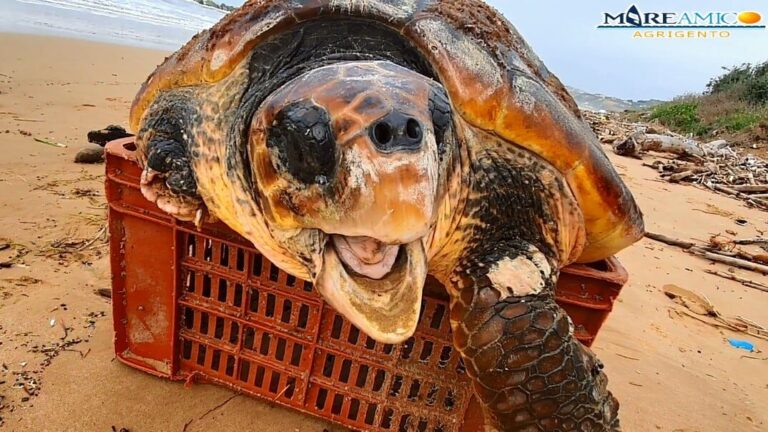 tartaruga caretta caretta