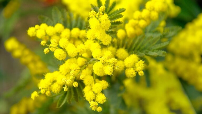 mimosa