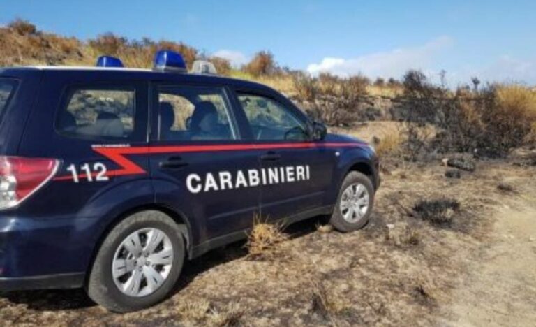cc cammarata