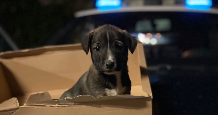 cucciolo2