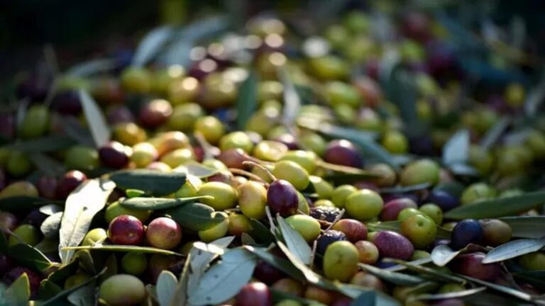 olive olio