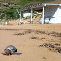 caretta
