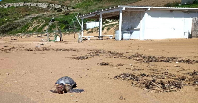 caretta