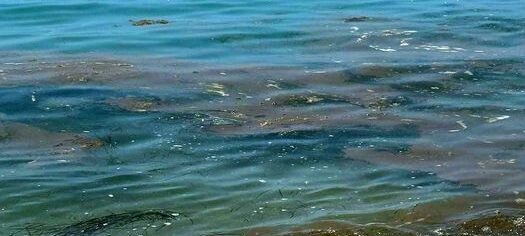 mare scuro