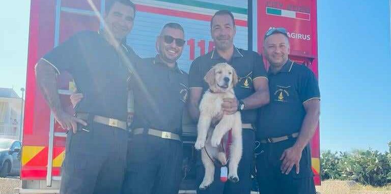 labrador2