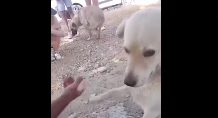 cani valle