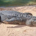 coccodrillo2
