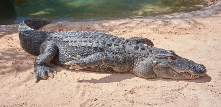 coccodrillo2