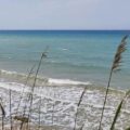mare