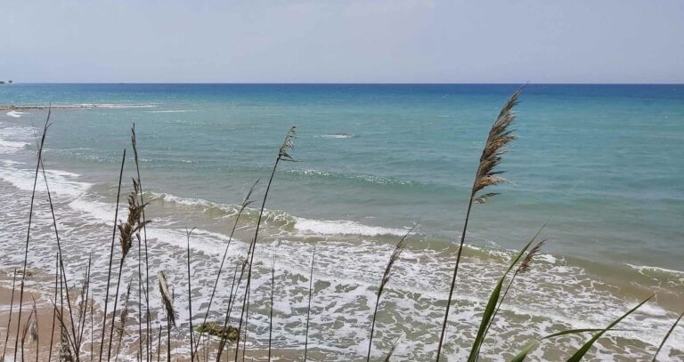 mare