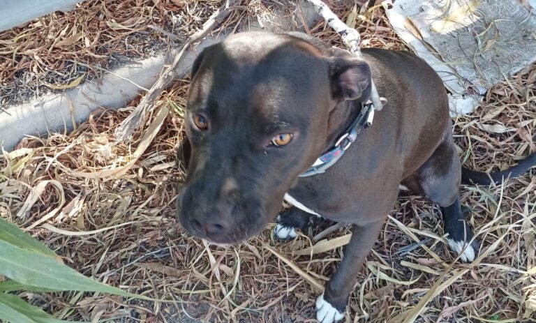 pitbull2