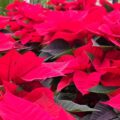 stelle natale