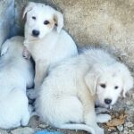 cuccioli