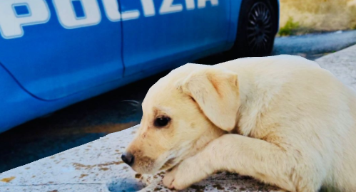 polizia cane