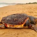 tartaruga