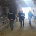 Agromafie2