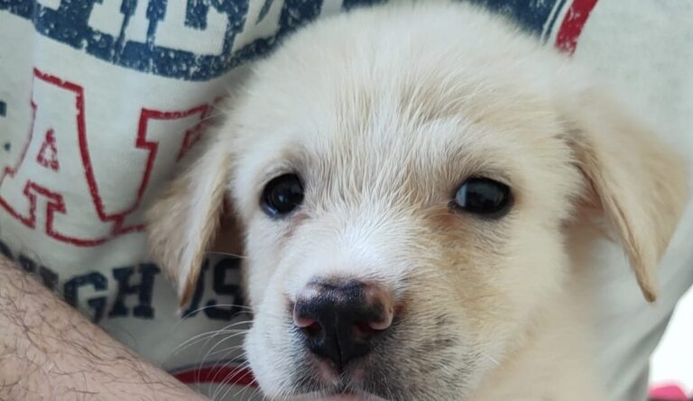 cane2