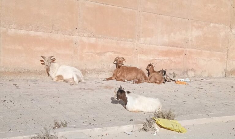 caprette