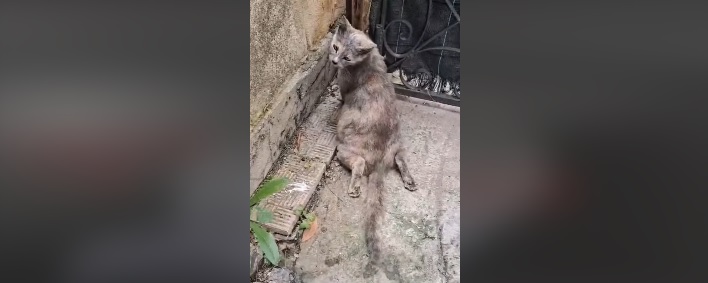 gatto