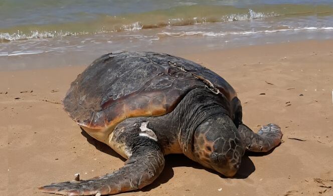 caretta