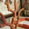 Museo Nocito_corallo