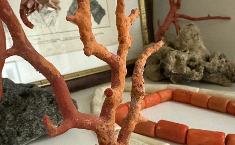 Museo Nocito_corallo