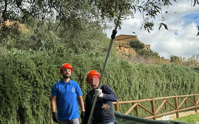 operaio_val_paradiso_e_carcerato-1762451571656.jpg--dalla_cella_al_frantoio___viaggiare_su_un_filo_d_olio__torna_a_coltivare_dignita_nella_valle_dei_templi