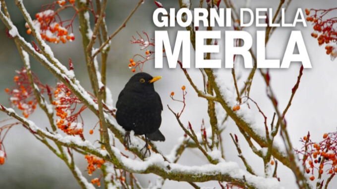 Giorni della Merla, freddo