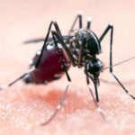 zanzara zanzare West Nile