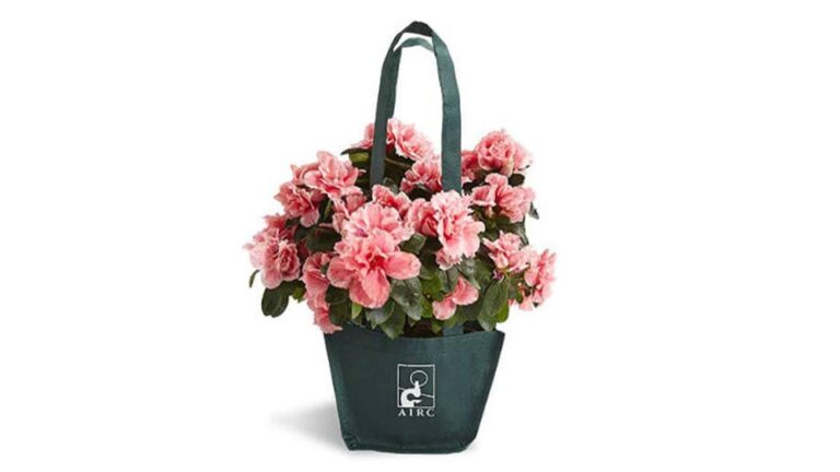 azalea azalee airc