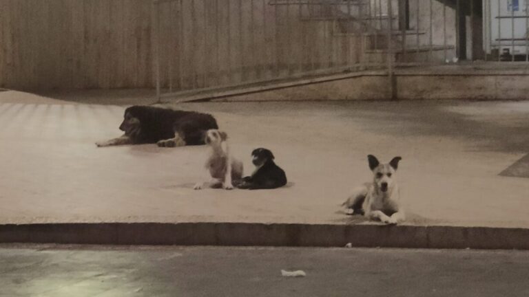 Cani randagi davanti ufficio postale e postamat Favara (2)