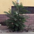 Marciapiedi Favara erbacce (2)