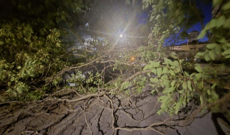 albero3