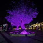 L'ulivo illuminato